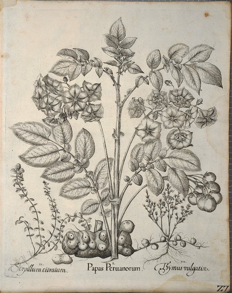 Hortus Eystettensis, 1640 (BHL 45339 367) - Classis Autumnalis 27