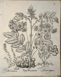 Hortus Eystettensis, 1640 (BHL 45339 367) - Classis Autumnalis 27