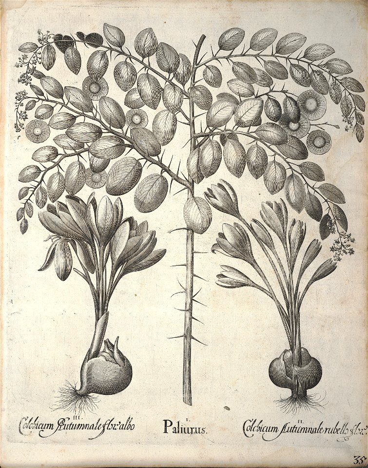Hortus Eystettensis, 1640 (BHL 45339 375) - Classis Autumnalis 35