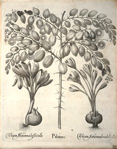 Hortus Eystettensis, 1640 (BHL 45339 375) - Classis Autumnalis 35