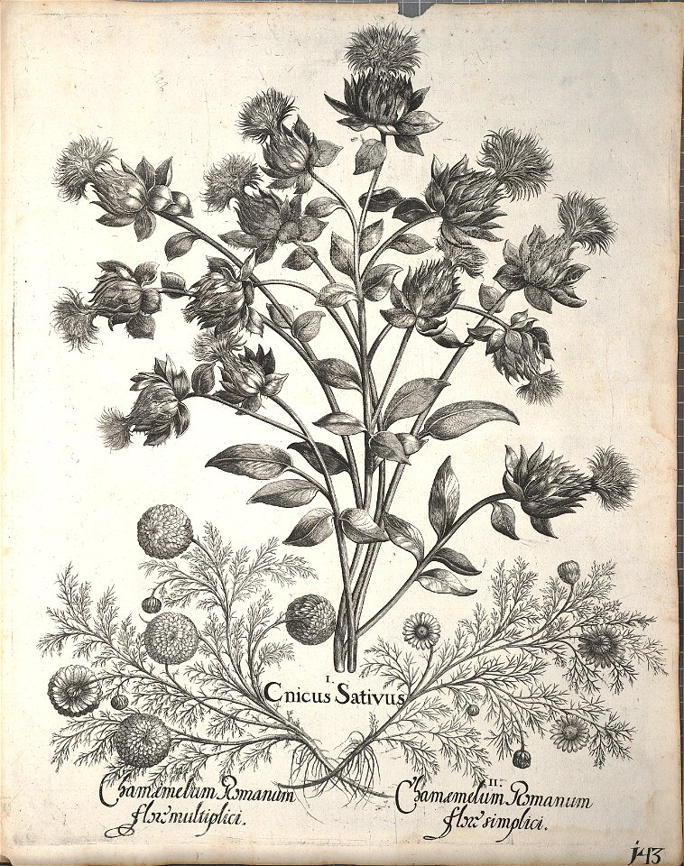 Hortus Eystettensis, 1640 (BHL 45339 295) - Classis Aestiva 143