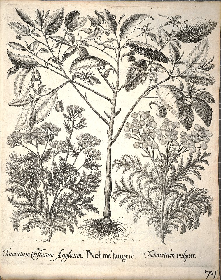 Hortus Eystettensis, 1640 (BHL 45339 226) - Classis Aestiva 74
