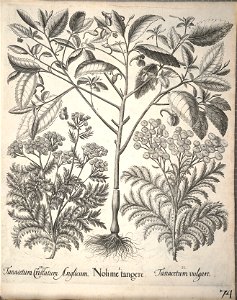 Hortus Eystettensis, 1640 (BHL 45339 226) - Classis Aestiva 74