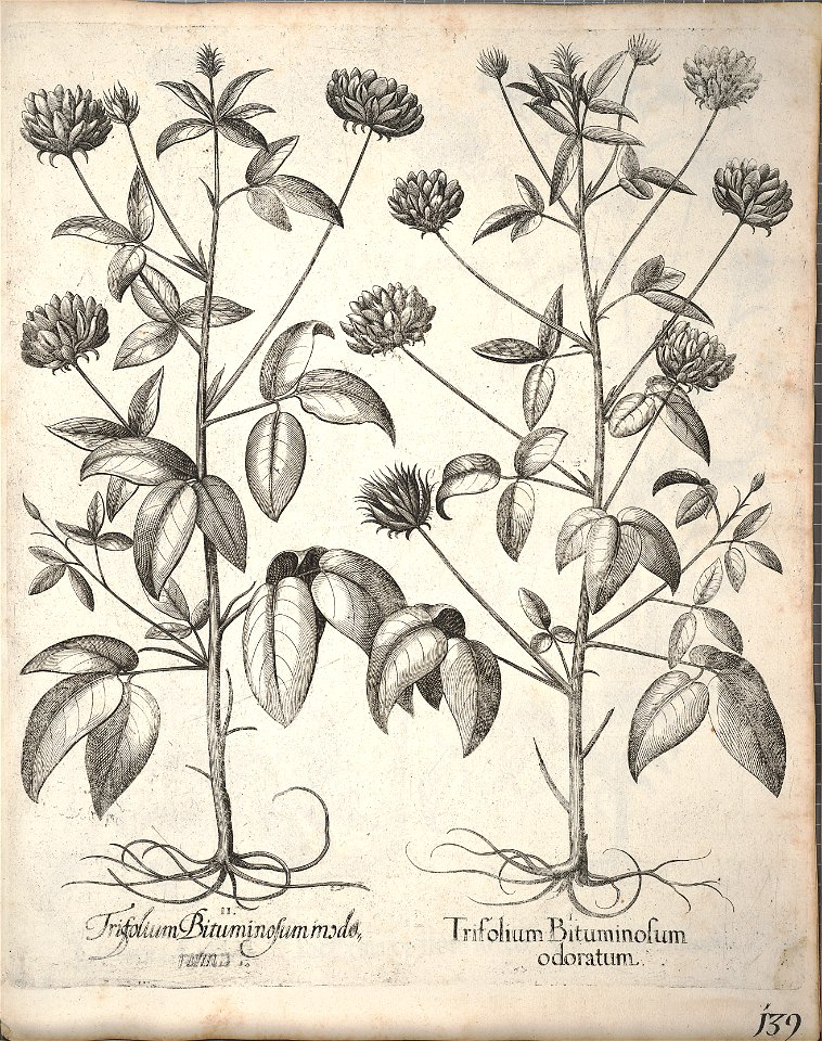 Hortus Eystettensis, 1640 (BHL 45339 291) - Classis Aestiva 139