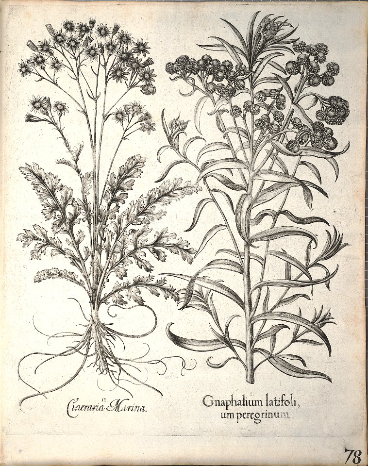 Hortus Eystettensis, 1640 (BHL 45339 230) - Classis Aestiva 78