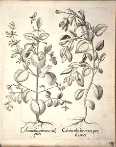 Hortus Eystettensis, 1640 (BHL 45339 250) - Classis Aestiva 98