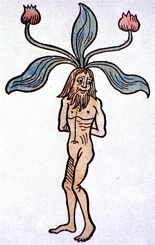 Hortus sanitatis 1491 Mandrake
