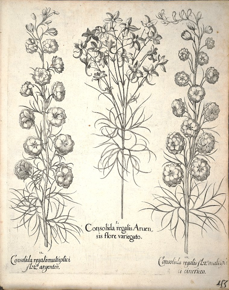 Hortus Eystettensis, 1640 (BHL 45339 195) - Classis Aestiva 43