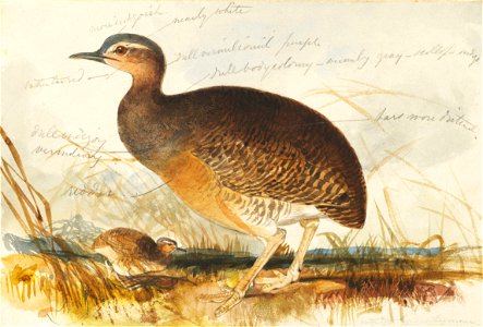 Houghton MS Typ 55.12 - Edward Lear, marsh hen