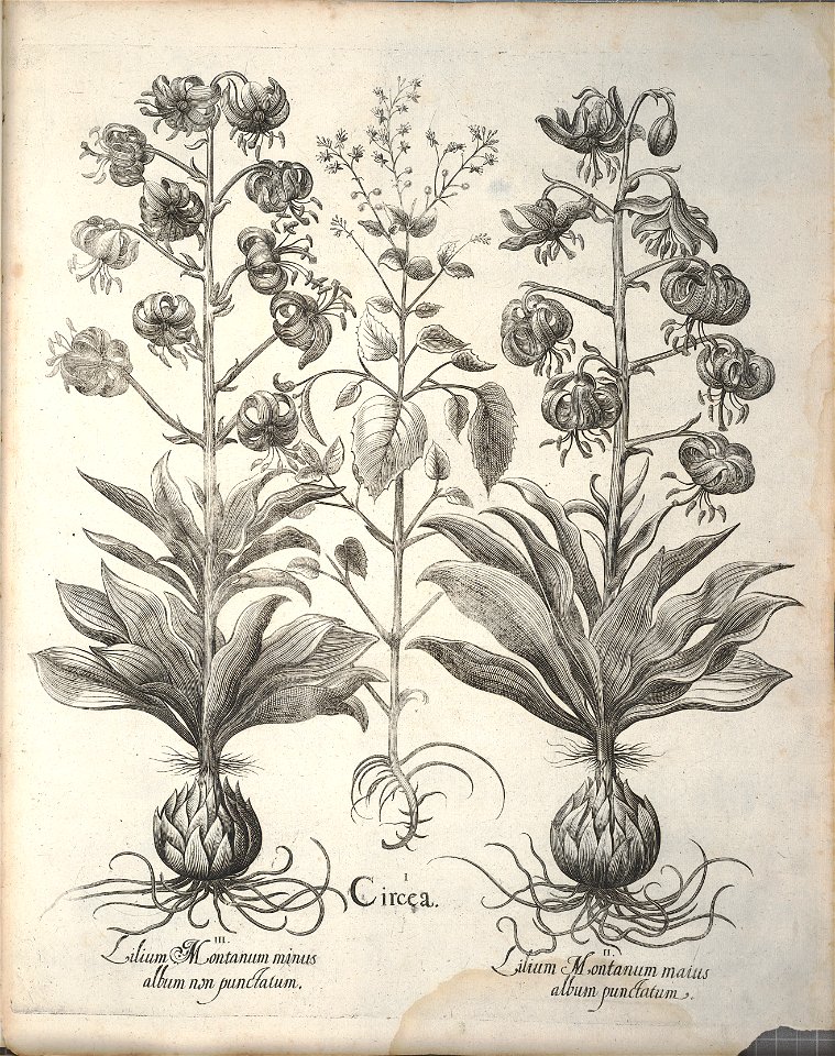 Hortus Eystettensis, 1640 (BHL 45339 206) - Classis Aestiva 54