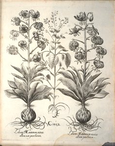Hortus Eystettensis, 1640 (BHL 45339 206) - Classis Aestiva 54