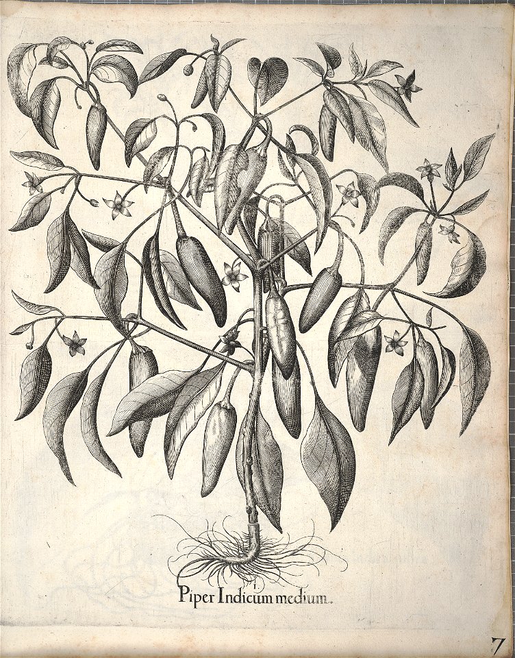 Hortus Eystettensis, 1640 (BHL 45339 347) - Classis Autumnalis 7