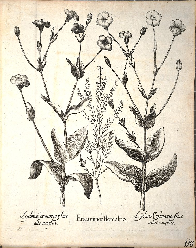 Hortus Eystettensis, 1640 (BHL 45339 270) - Classis Aestiva 118