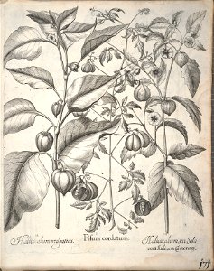 Hortus Eystettensis, 1640 (BHL 45339 323) - Classis Aestiva 171