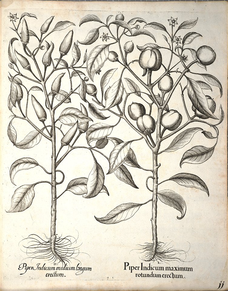 Hortus Eystettensis, 1640 (BHL 45339 351) - Classis Autumnalis 11
