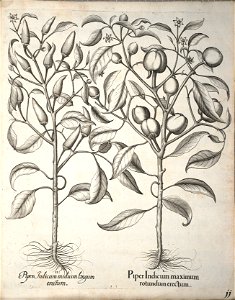 Hortus Eystettensis, 1640 (BHL 45339 351) - Classis Autumnalis 11