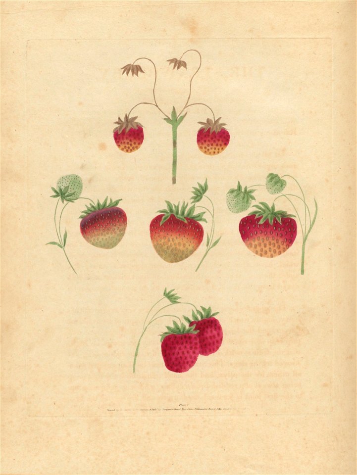 Houghton Agr 209.10 - Brookshaw, Pomona Britannica, strawberry