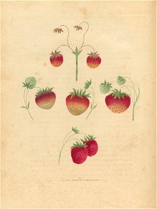 Houghton Agr 209.10 - Brookshaw, Pomona Britannica, strawberry