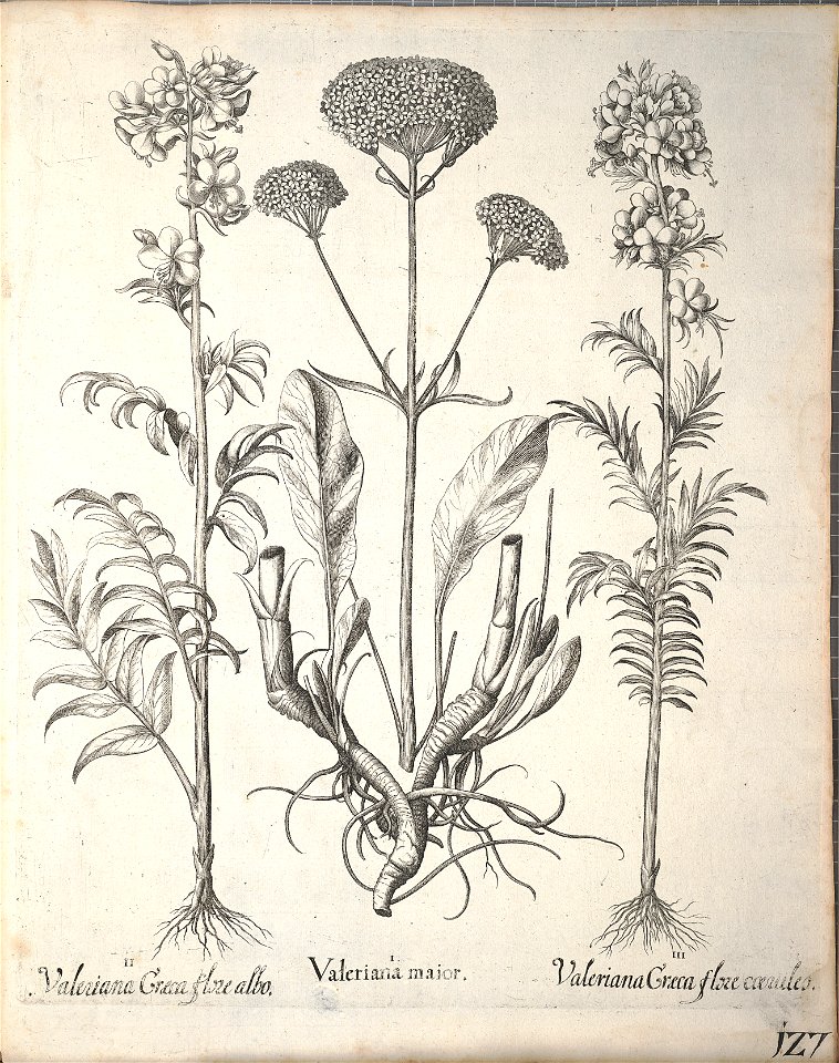 Hortus Eystettensis, 1640 (BHL 45339 279) - Classis Aestiva 127