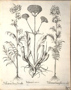 Hortus Eystettensis, 1640 (BHL 45339 279) - Classis Aestiva 127