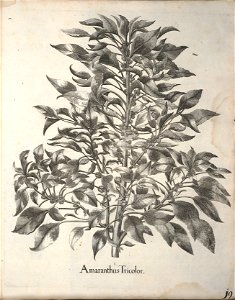 Hortus Eystettensis, 1640 (BHL 45339 359) - Classis Autumnalis 19