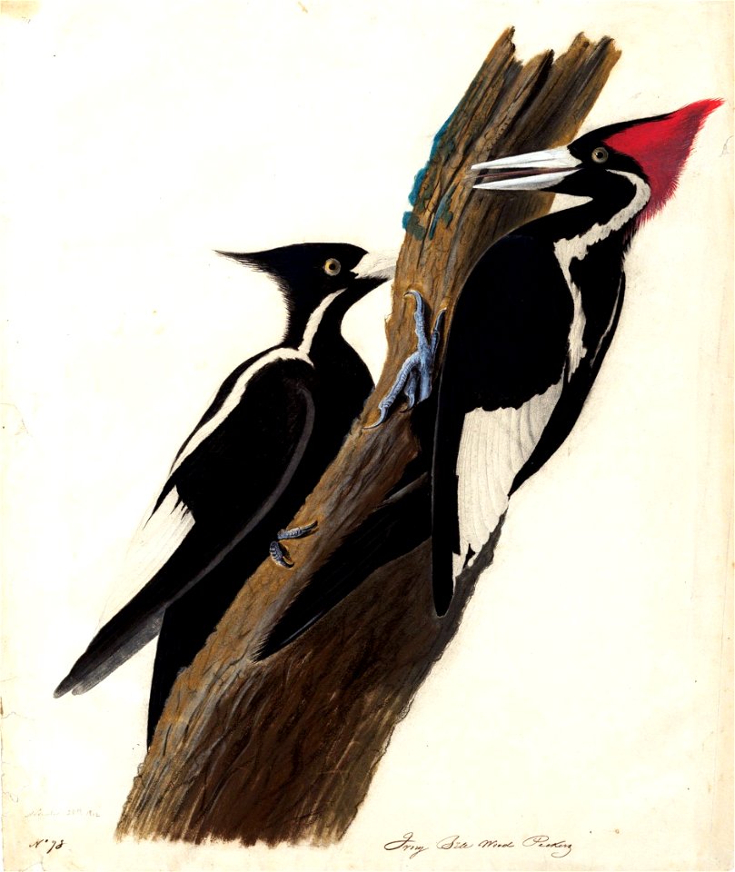 Houghton MS Am 21 (31) - John James Audubon, ivory billed woodpecker