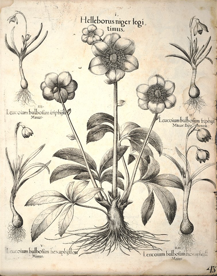 Hortus Eystettensis, 1640 (BHL 45339 383) - Classis Autumnalis 43
