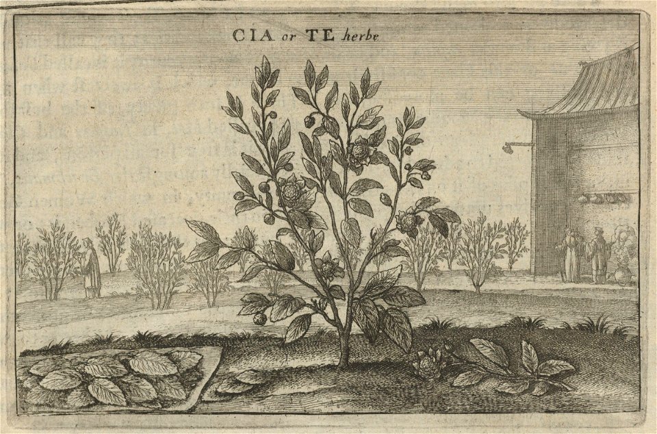 Houghton EC65.Og454.669e - Wenceslaus Hollar, Cia or Te Herbe