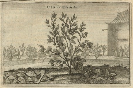 Houghton EC65.Og454.669e - Wenceslaus Hollar, Cia or Te Herbe
