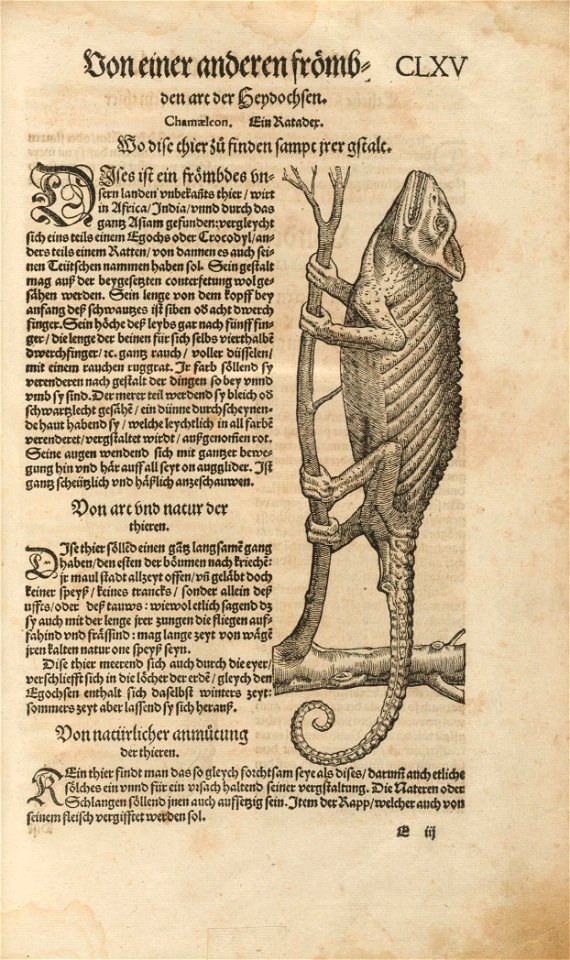 Houghton F 5405.58.6 - Gessner, Theirbuch - p.CLXV