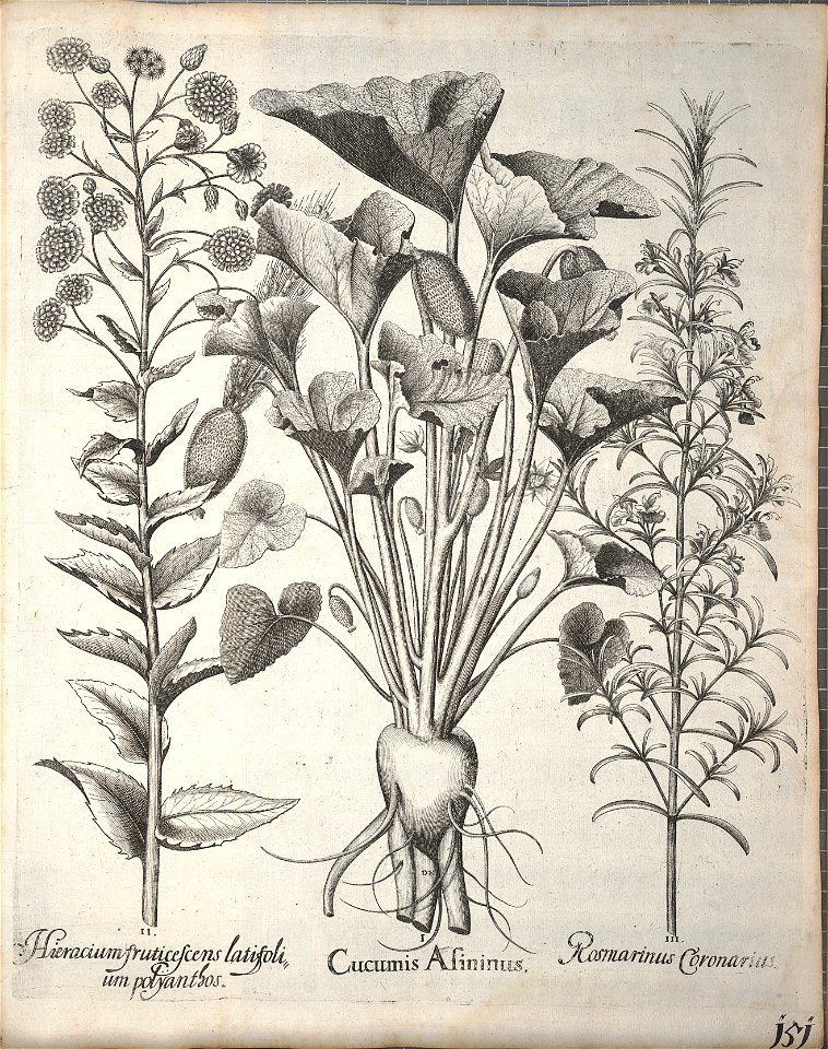 Hortus Eystettensis, 1640 (BHL 45339 303) - Classis Aestiva 151