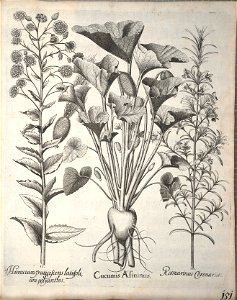 Hortus Eystettensis, 1640 (BHL 45339 303) - Classis Aestiva 151