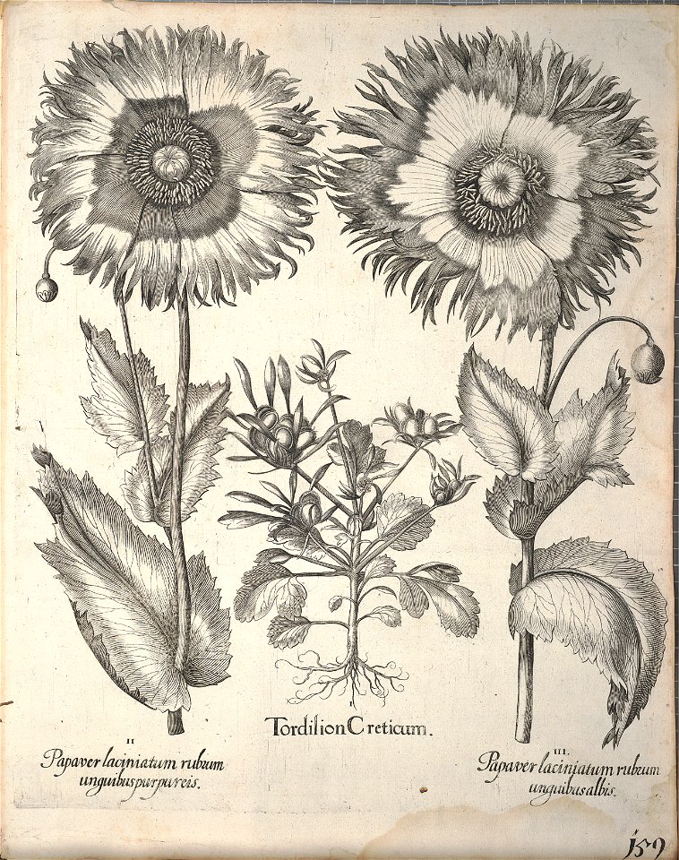 Hortus Eystettensis, 1640 (BHL 45339 311) - Classis Aestiva 159
