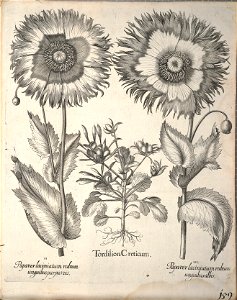 Hortus Eystettensis, 1640 (BHL 45339 311) - Classis Aestiva 159