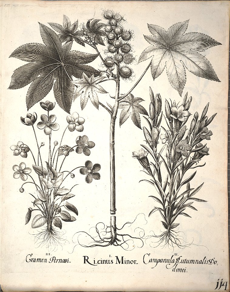 Hortus Eystettensis, 1640 (BHL 45339 266) - Classis Aestiva 114