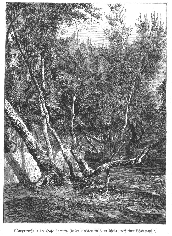 Hottinger Volksblatt 1878 037 Bild1