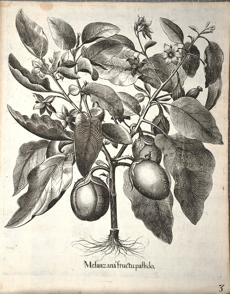 Hortus Eystettensis, 1640 (BHL 45339 343) - Classis Autumnalis 3