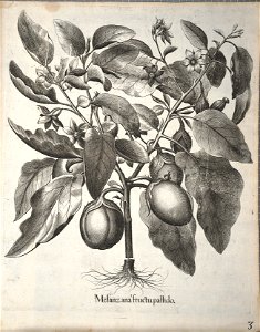 Hortus Eystettensis, 1640 (BHL 45339 343) - Classis Autumnalis 3