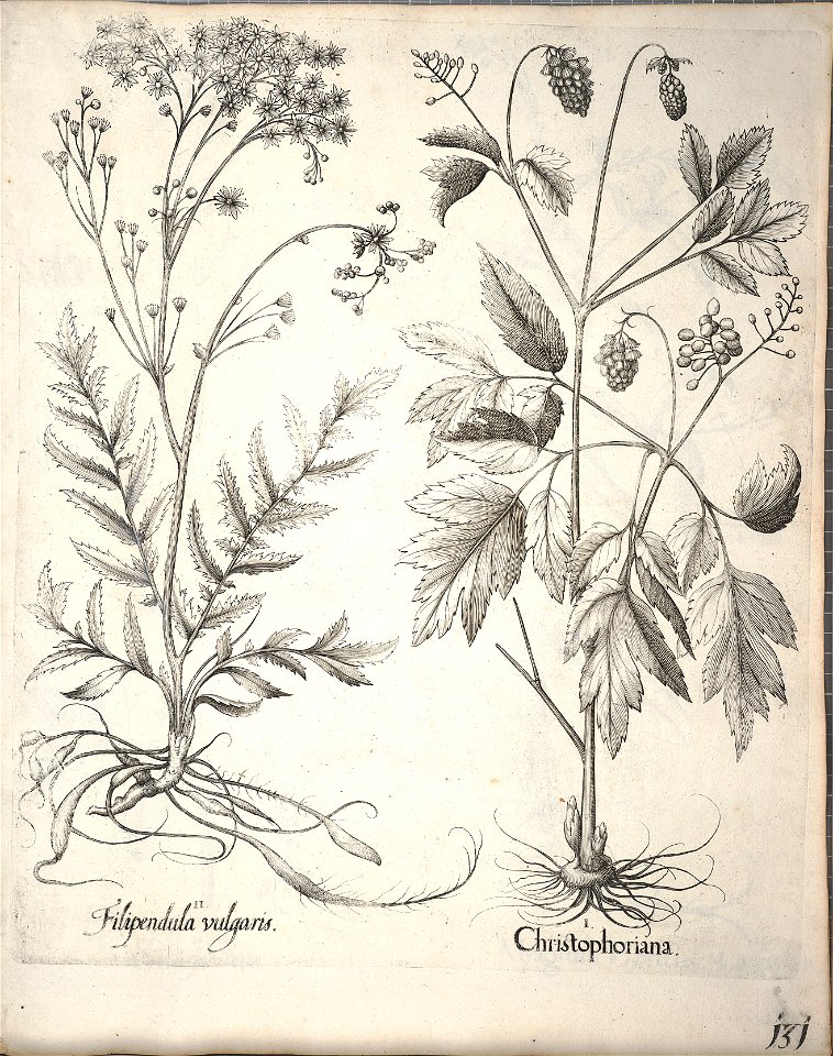 Hortus Eystettensis, 1640 (BHL 45339 283) - Classis Aestiva 131