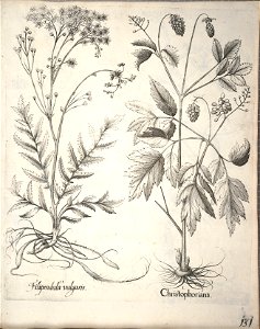 Hortus Eystettensis, 1640 (BHL 45339 283) - Classis Aestiva 131