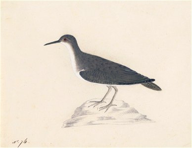 Houghton MS Am 21 (32) - John James Audubon, sandpiper