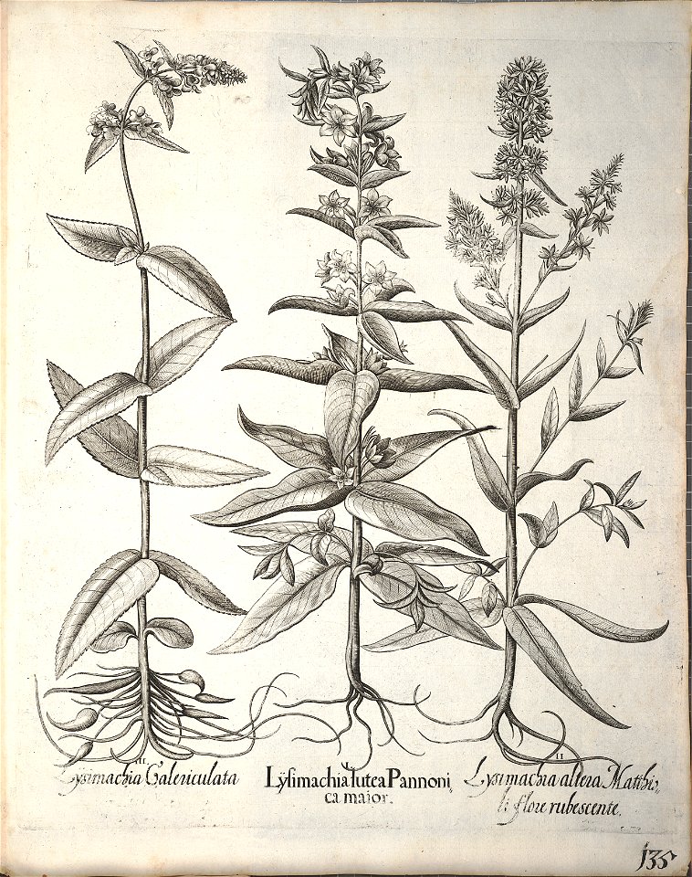 Hortus Eystettensis, 1640 (BHL 45339 287) - Classis Aestiva 135