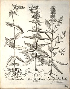 Hortus Eystettensis, 1640 (BHL 45339 287) - Classis Aestiva 135