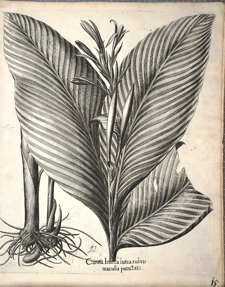 Hortus Eystettensis, 1640 (BHL 45339 355) - Classis Autumnalis 15