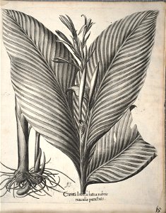 Hortus Eystettensis, 1640 (BHL 45339 355) - Classis Autumnalis 15