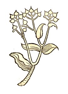 Hortus Sene