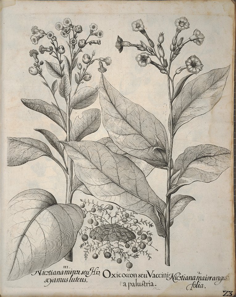Hortus Eystettensis, 1640 (BHL 45339 363) - Classis Autumnalis 23