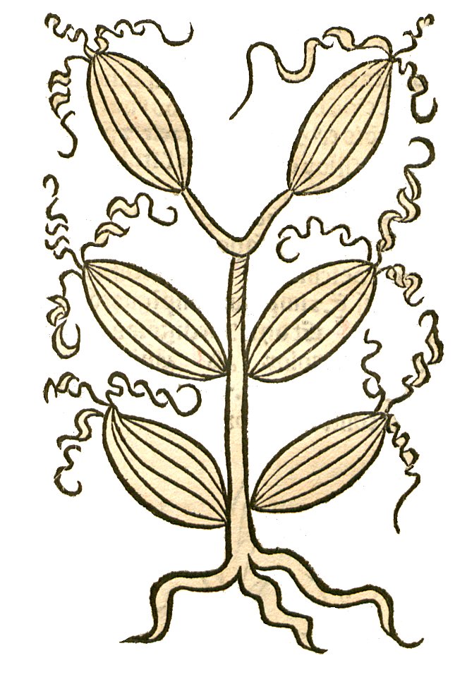 Hortus Zeduar