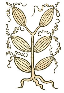 Hortus Zeduar