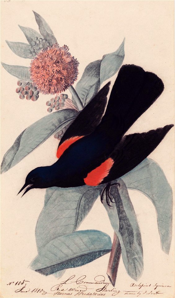 Houghton MS Am 21 (47) - John James Audubon, red winged blackbird